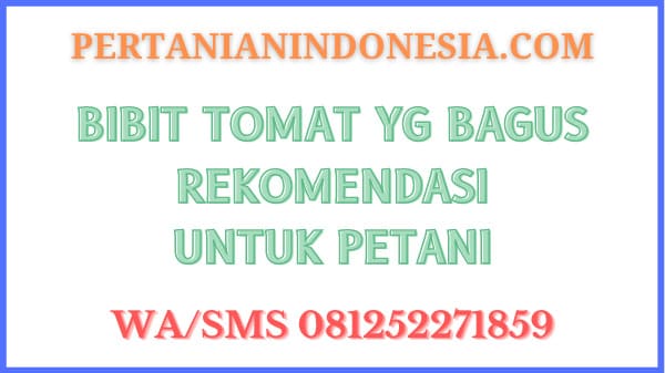 Bibit Tomat Yg Bagus Rekomendasi Untuk Petani